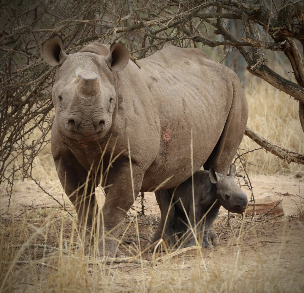 Phoebe